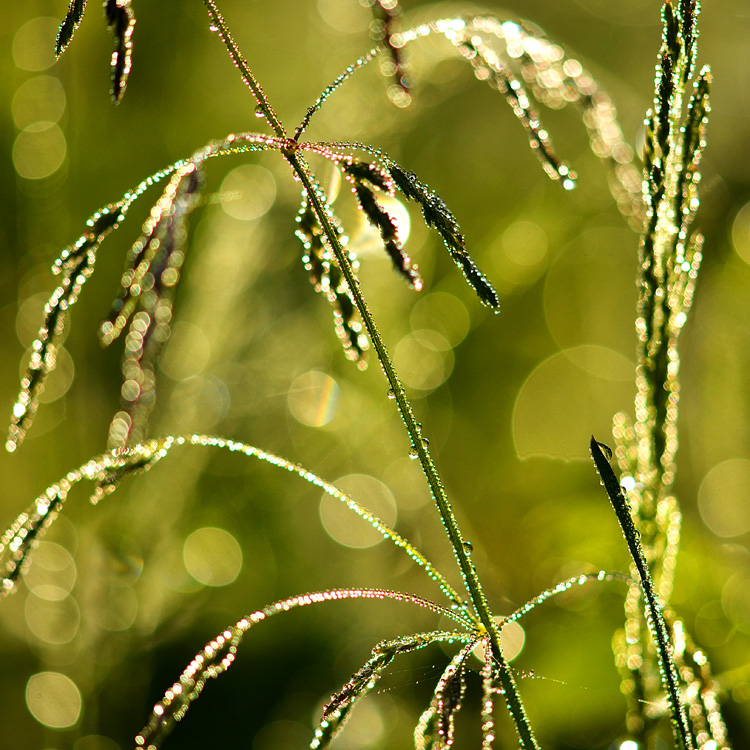 morning dew