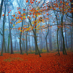 autumn breath by augenweide