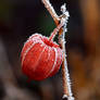 frozen beauty