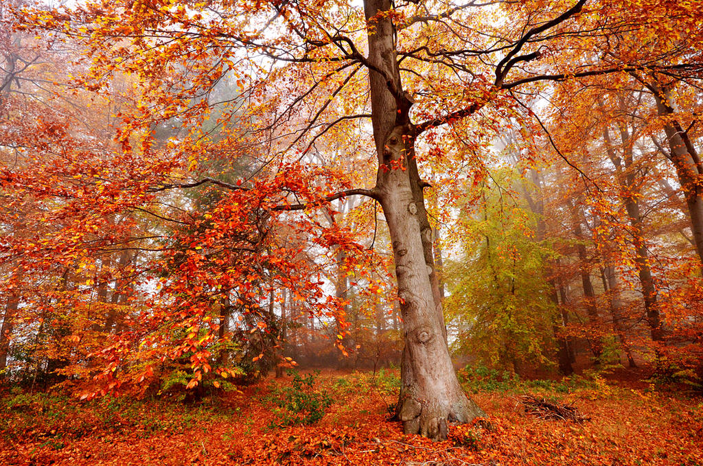 mystic autumn by augenweide