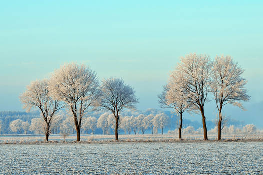 white trees