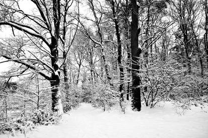 winter forest