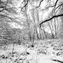 winter forest 2