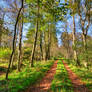 autumn path