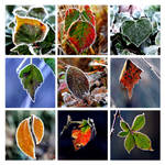frozen leafs by augenweide