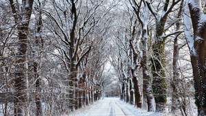 Oak alley in winter 2