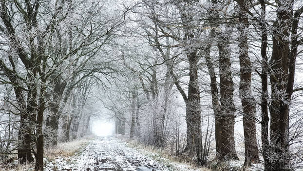 foggy oak alley