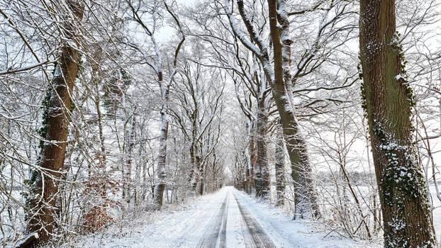 winter road panorama