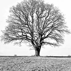 tree, bike and bench