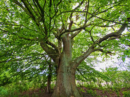 old oak tree
