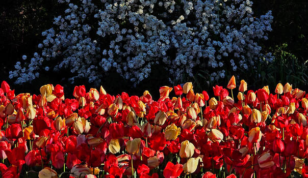 dancing tulips