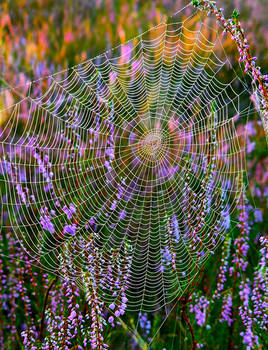spidernet