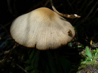 Mushroom