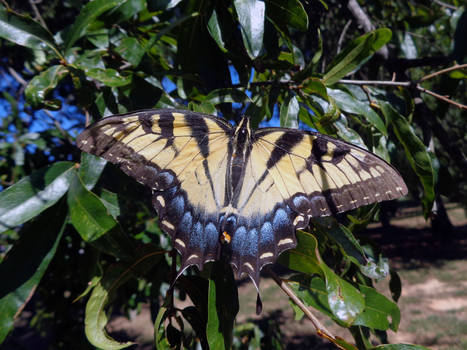 tiger swallowtail butterfly stock 16