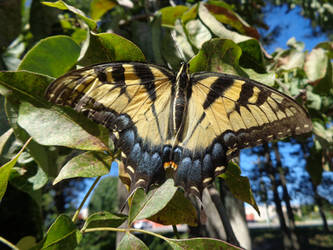 tiger swallowtail butterfly stock 19