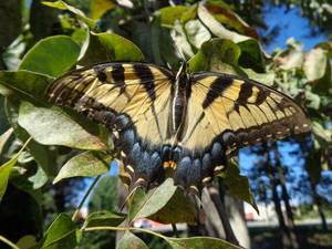 tiger swallowtail butterfly stock 19 by LightNDark25
