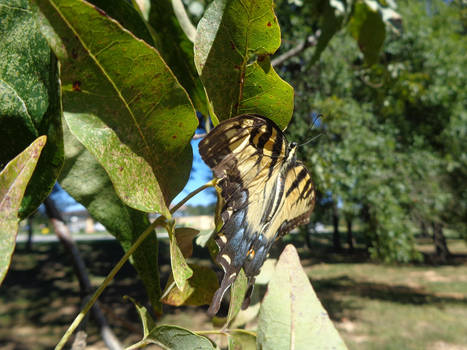 tiger swallowtail butterfly stock 20