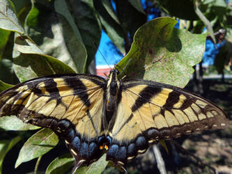 tiger swallowtail butterfly stock 21