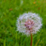 dandelion