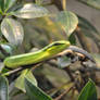 Tree Snake