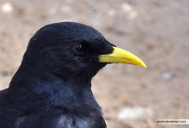 yellow-billed chough