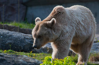 Brown Bear