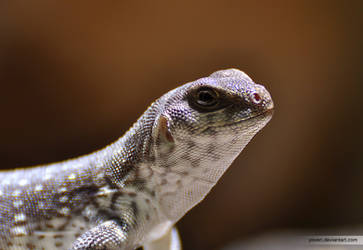 desert iguana