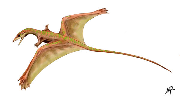 Sharovipteryx