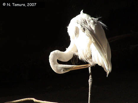 Great Egret