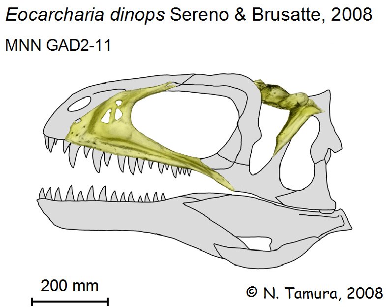 Eocarcharia