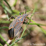 Western Box-elder bug