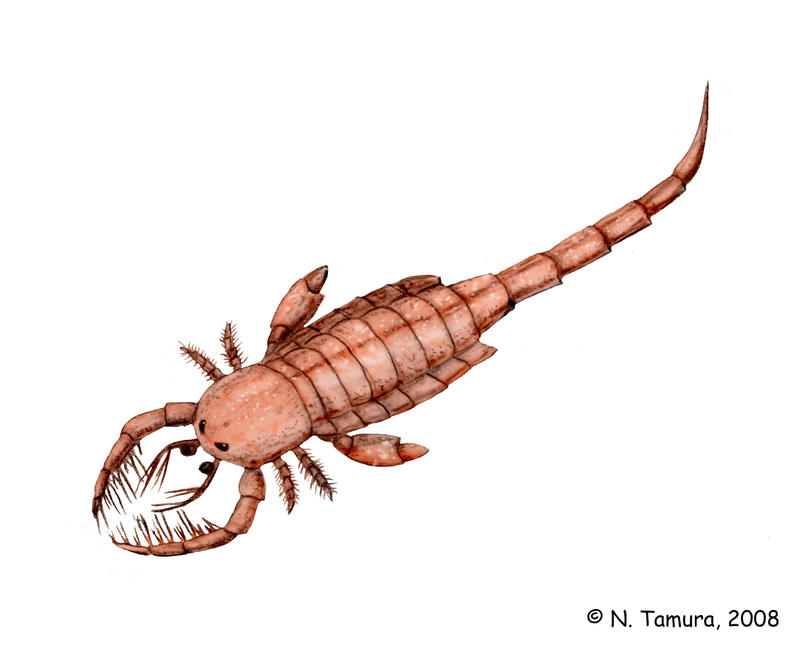 Mixopterus by NTamura