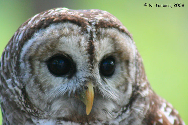 Barred Owl