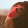 Turkey Vulture