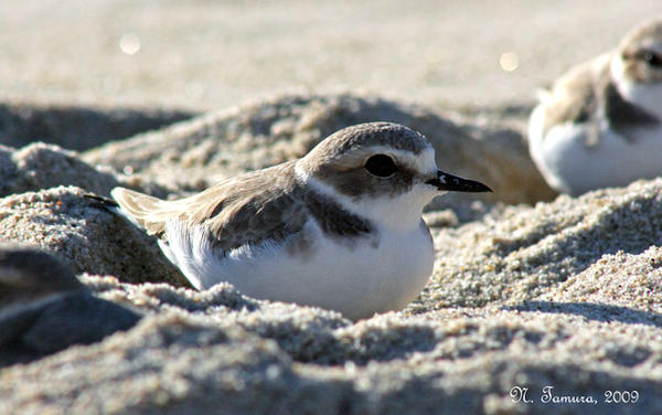 Snowy Plover