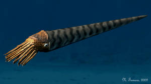 Orthoceras