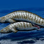 Chondrenchelys