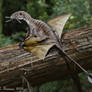 Peteinosaurus