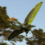 Darwinopterus