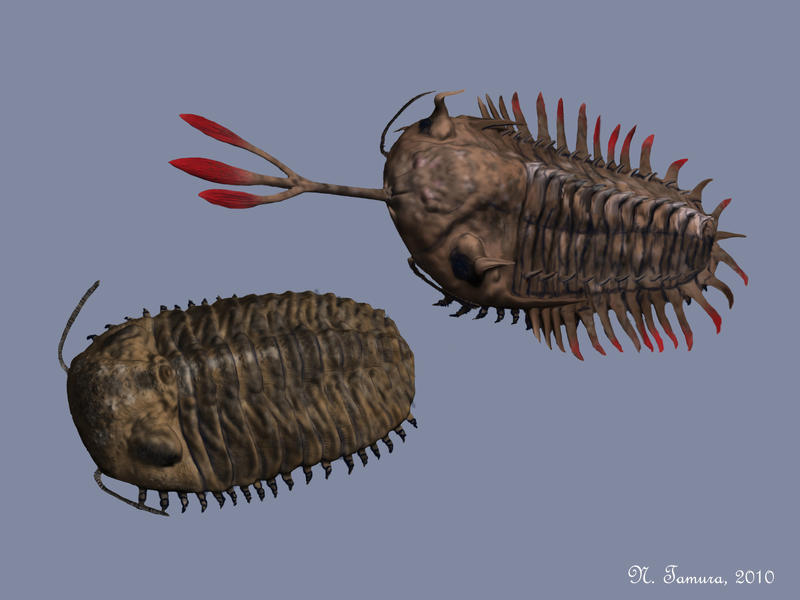 Trilobites by NTamura