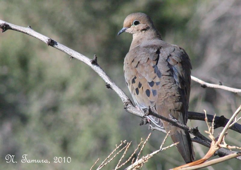 Mourning dove