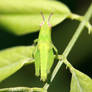 Tiny green locust