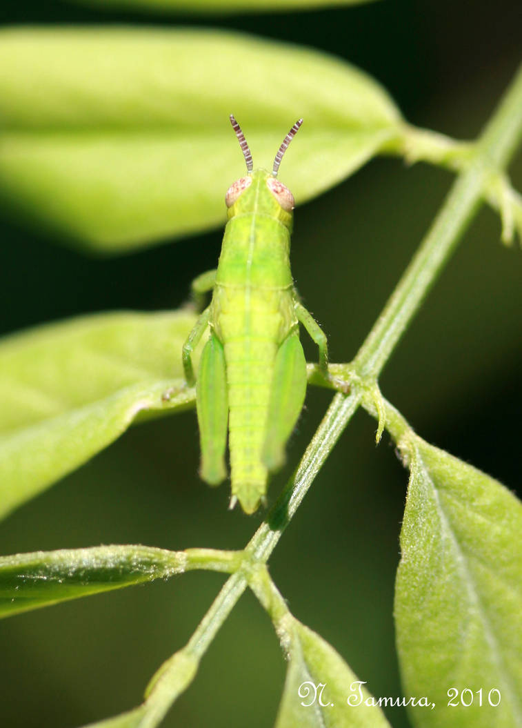 Tiny green locust by NTamura on DeviantArt