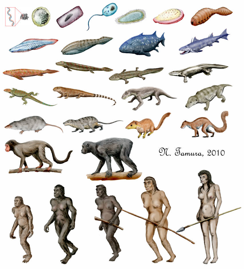 Ancient Evolution Deviantart Evolution project by NTamura on DeviantArt