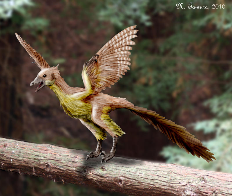Archaeopteryx II