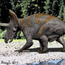 Triceratops III