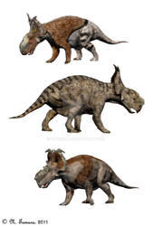 Pachyrhinosaurus III