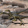 Coelophysis