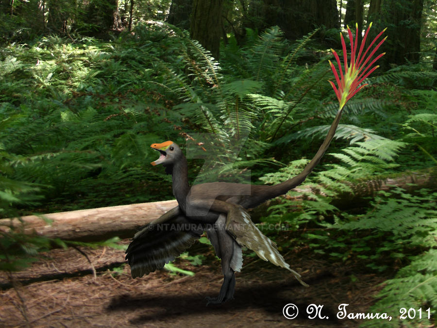 Jeholornis