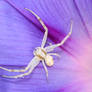 White crab spider